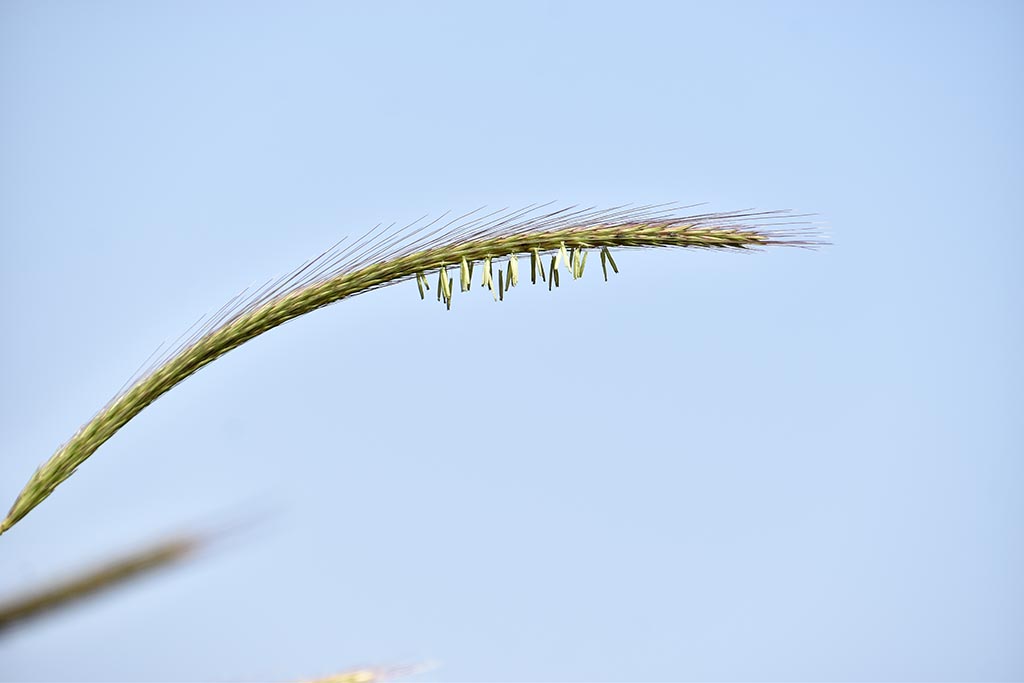 cyprus-spring-flowers_14