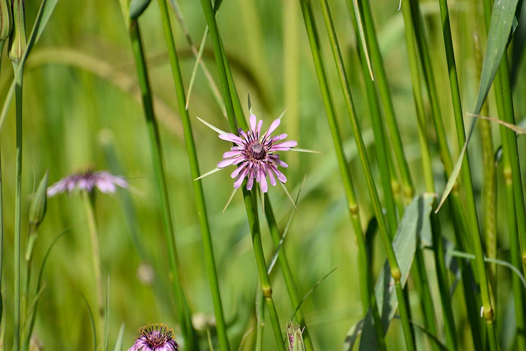 cyprus-spring-flowers_16