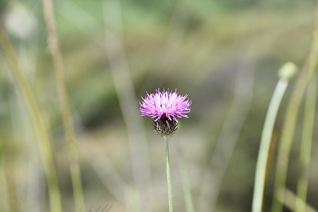 cyprus-spring-flowers_17
