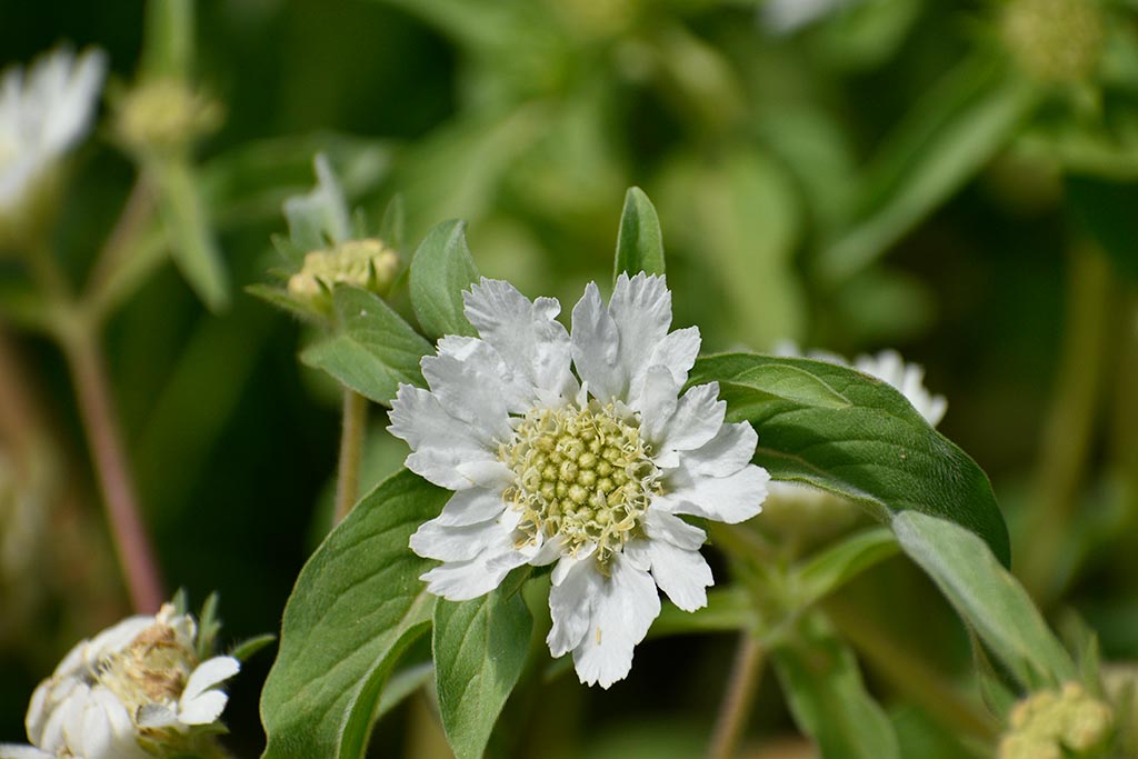 cyprus-spring-flowers_18