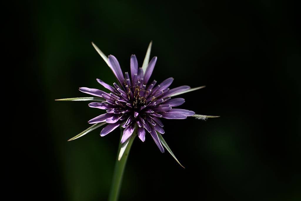 cyprus-spring-flowers_20