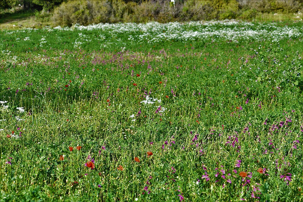 Cyprus-spring-flowers 43 cyprus-spring-flowers_43
