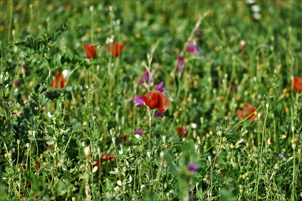 Cyprus-spring-flowers 44 cyprus-spring-flowers_44