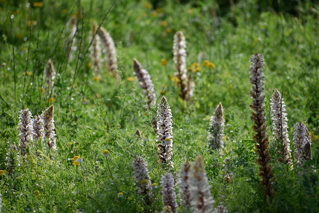 Cyprus-spring-flowers 49 cyprus-spring-flowers_49
