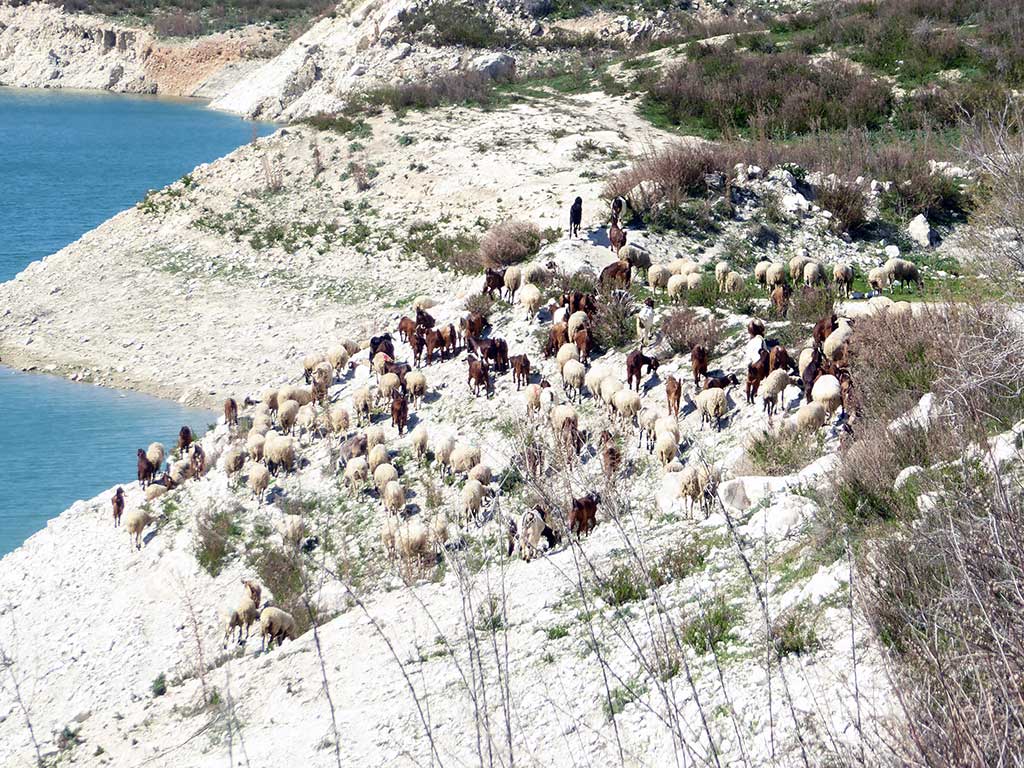 12 Sheep 12_sheep