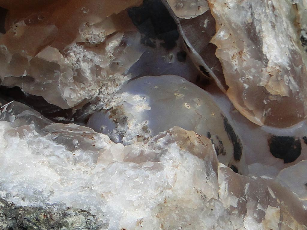 Fossilised Rocks 12 fossilised_rocks_12