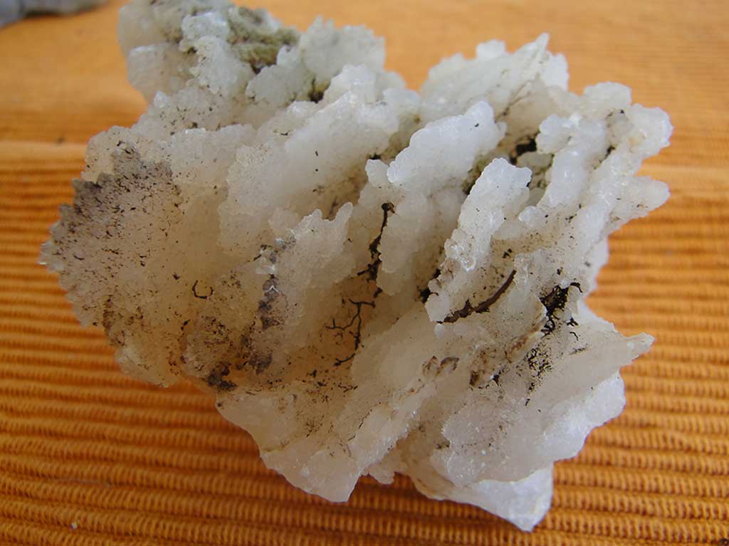 Fossilised Rocks 28 fossilised_rocks_28