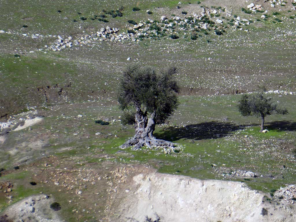 16 A Familiar Tree 16_a_familiar_tree