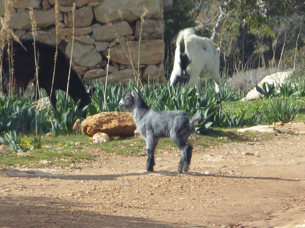 18 Baby Goat 18_baby_goat