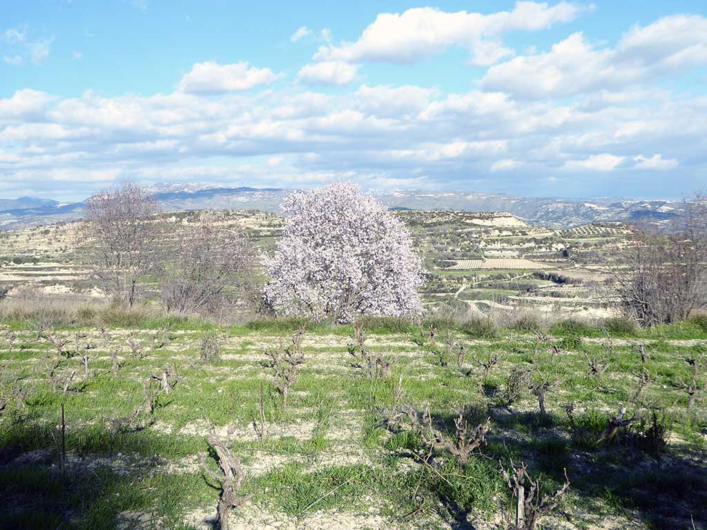 22 Spring Blossom 22_spring_blossom