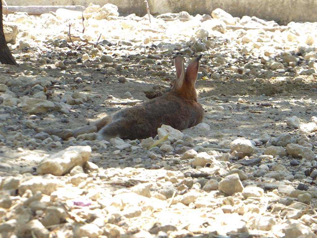 Giolou 15 Bunny giolou_15_bunny