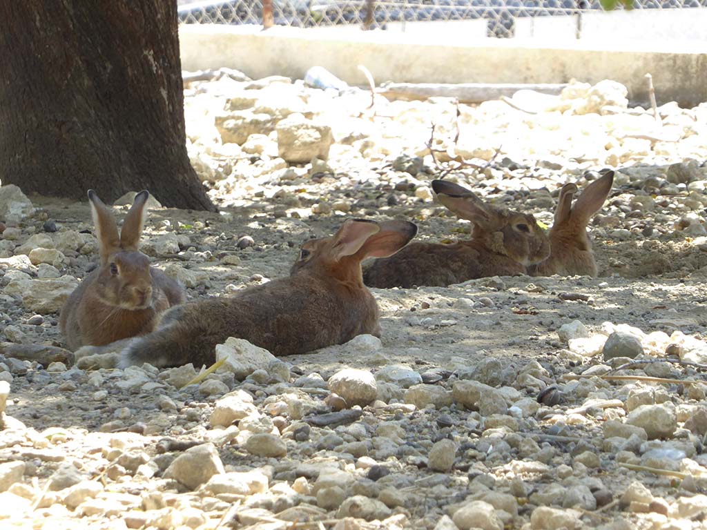 Giolou 16 More Bunnies giolou_16_more_bunnies