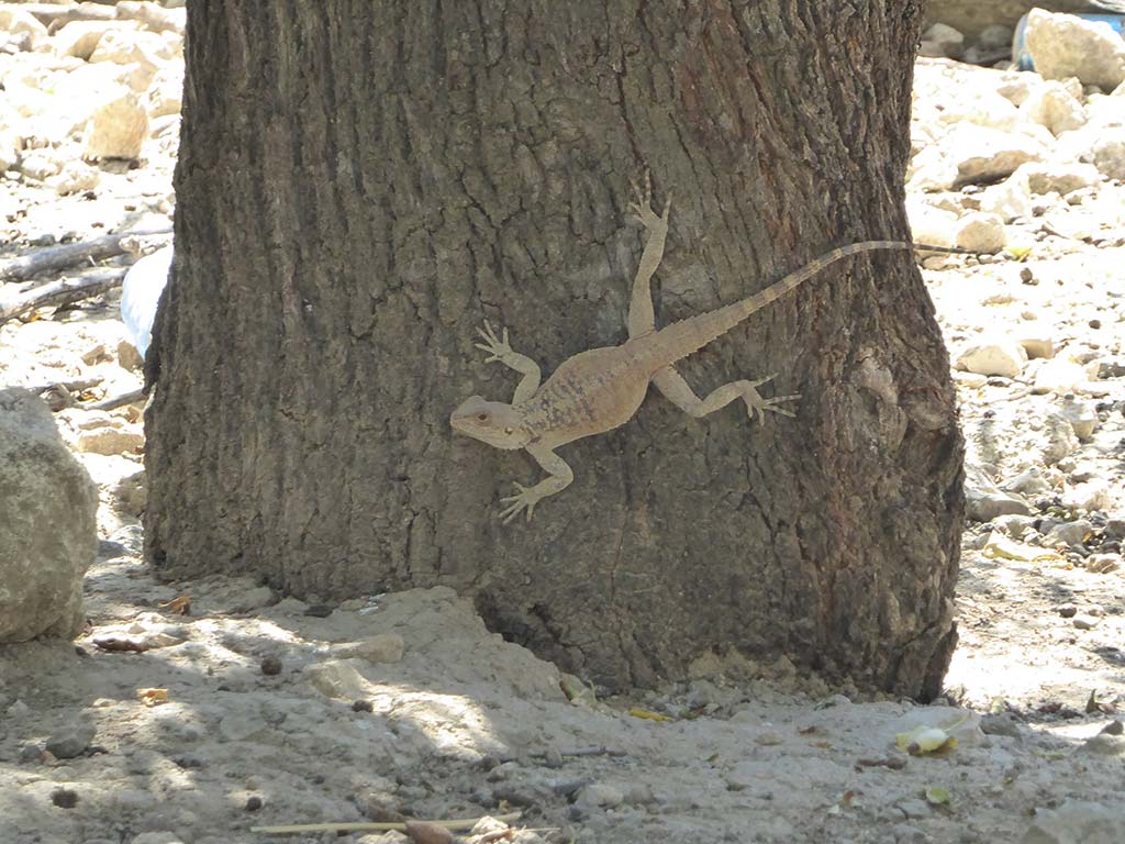 Giolou 17 Lizard giolou_17_lizard