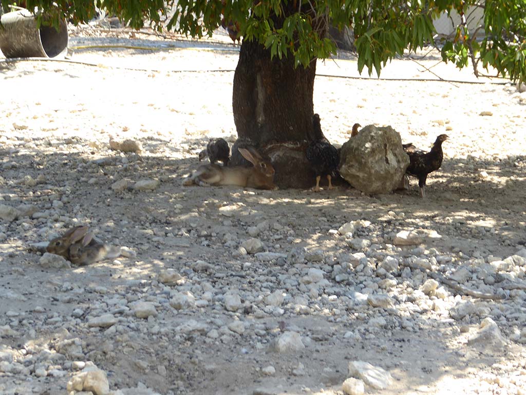 Giolou 18 Under Tree giolou_18_under_tree