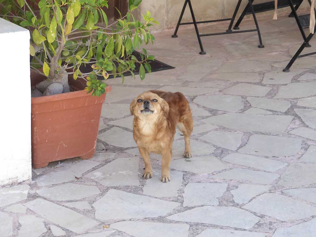 Giolou 27 Doggy giolou_27_doggy