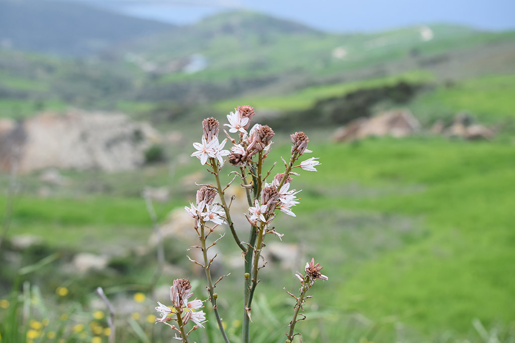 green_day_2018_005_flower