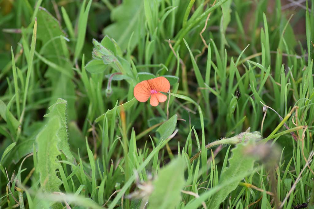 green_day_2018_007_another_flower