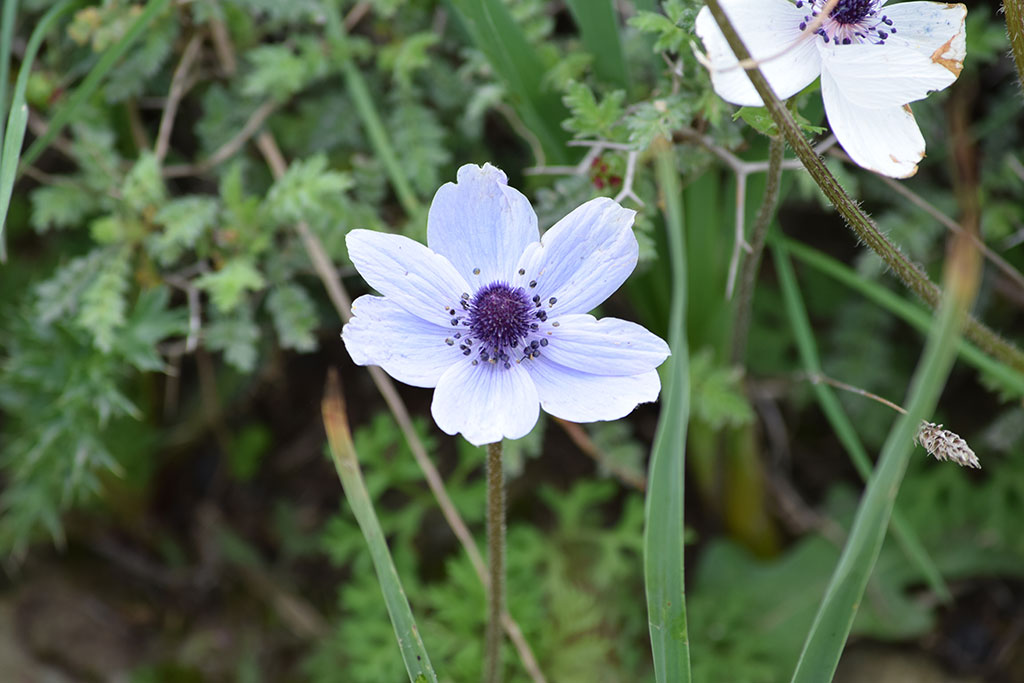 green_day_2018_012_yet_another_flower