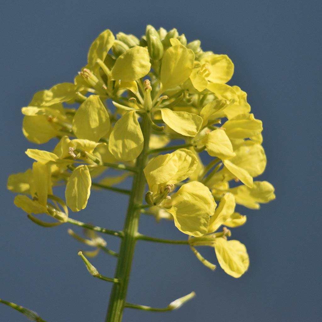 Happy-mothers-day-2019 08 happy-mothers-day-2019_08