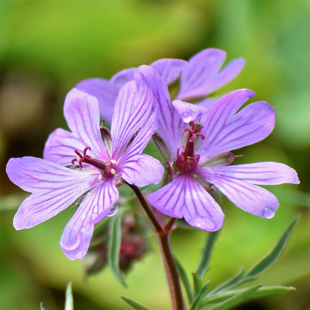 Happy-mothers-day-2019 10 happy-mothers-day-2019_10