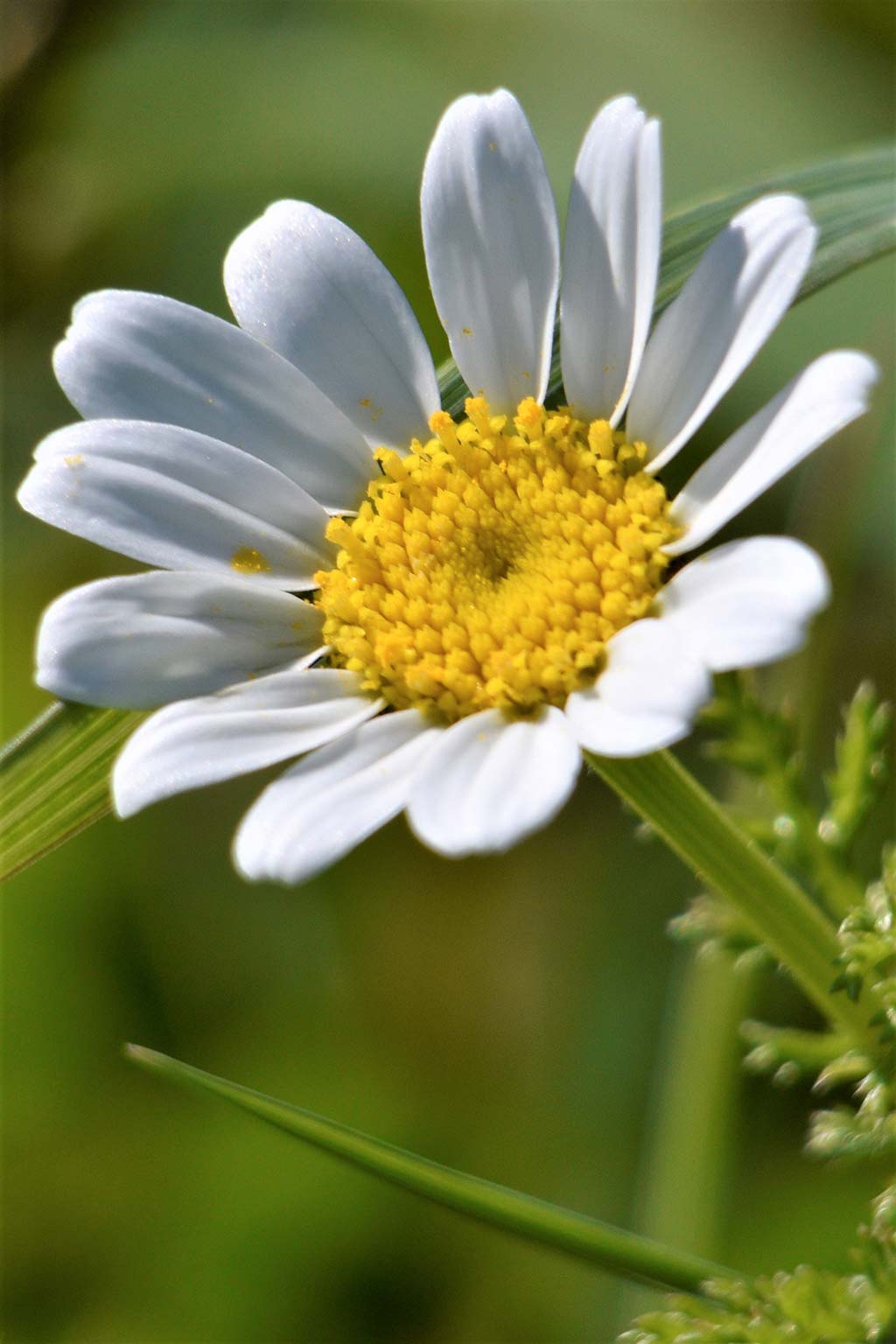 Happy-mothers-day-2019 11 happy-mothers-day-2019_11