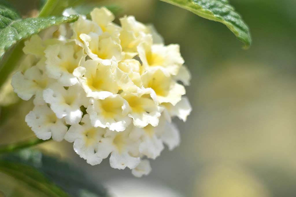 Happy-mothers-day-2019 15 happy-mothers-day-2019_15
