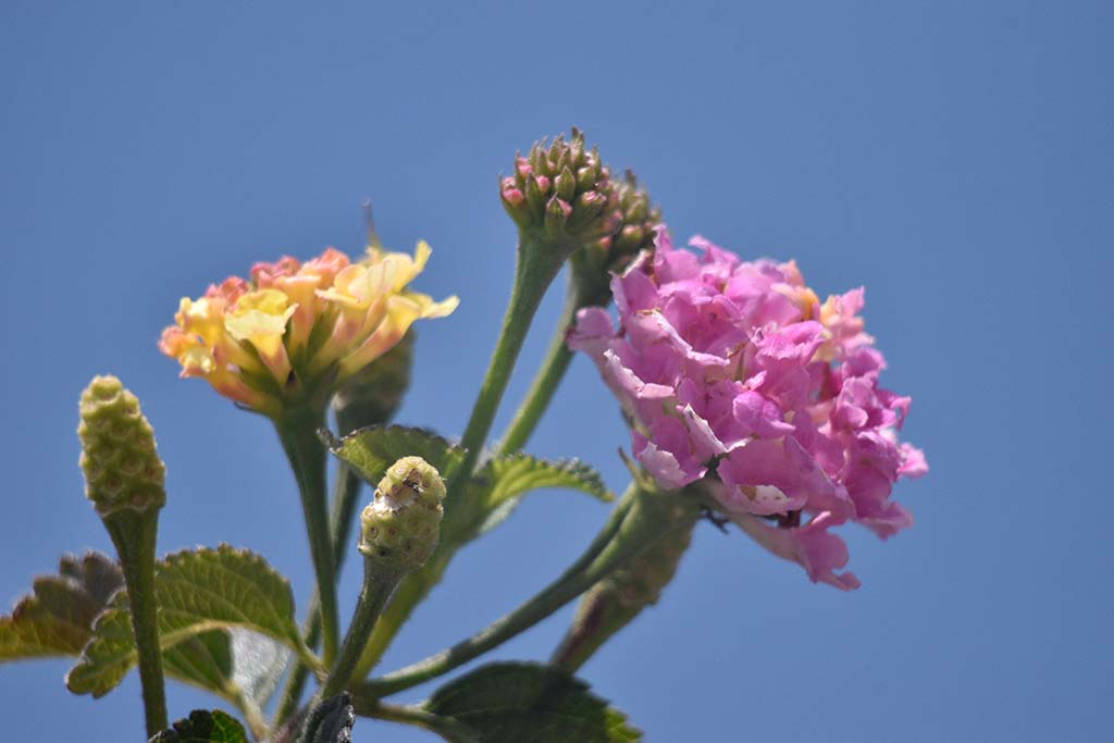 Happy-mothers-day-2019 16 happy-mothers-day-2019_16