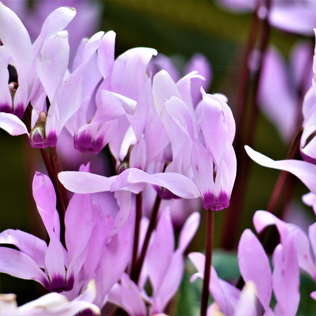 Happy-mothers-day-2019 22 happy-mothers-day-2019_22