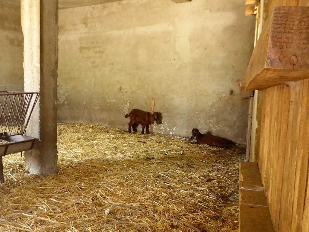 Istinjo 24 Baby Goats istinjo_24_baby_goats