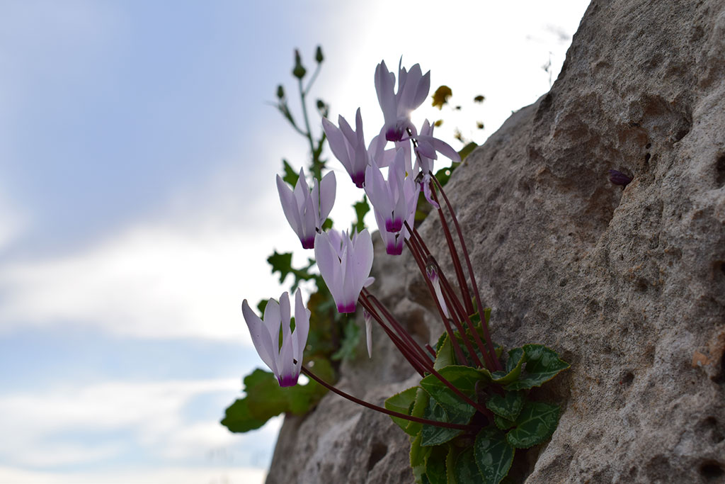 kato_paphos_in_spring_19
