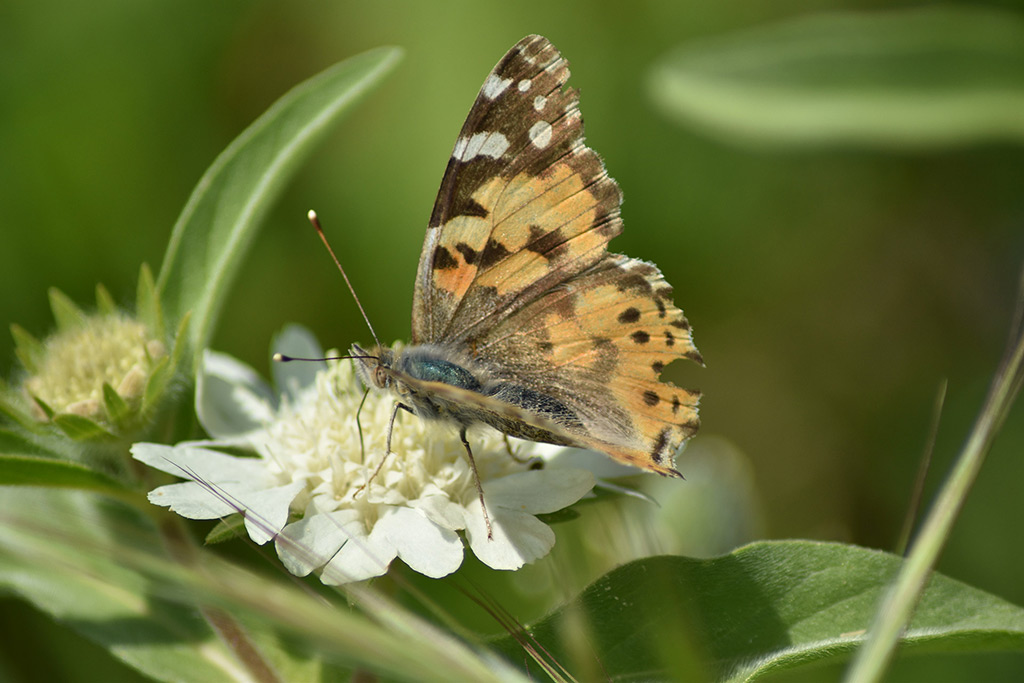 Love-is-like-a-butterfly 15 love-is-like-a-butterfly_15