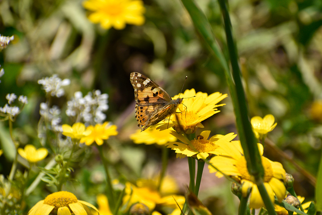 Love-is-like-a-butterfly 18 love-is-like-a-butterfly_18