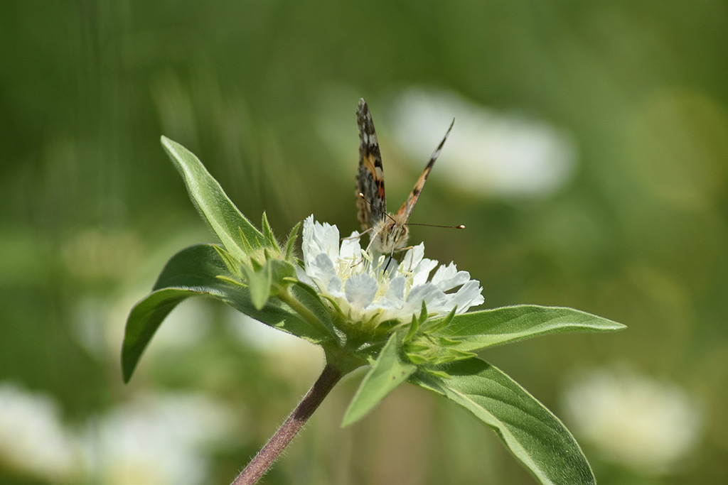 love-is-like-a-butterfly_22
