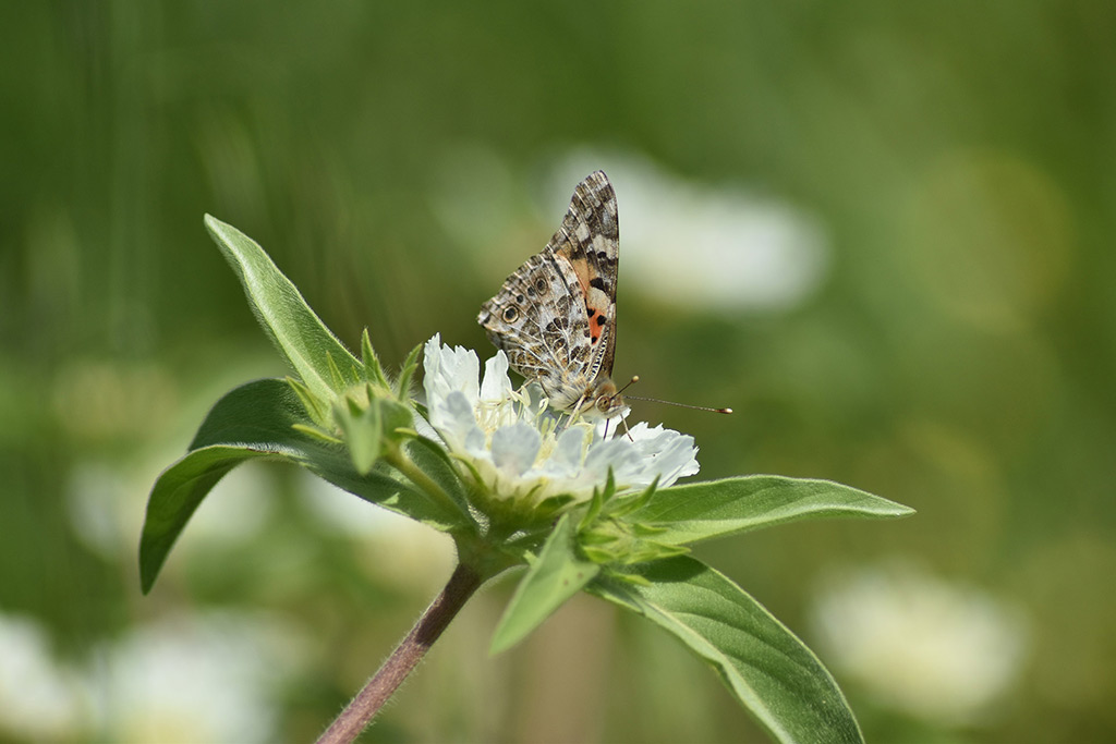 love-is-like-a-butterfly_23