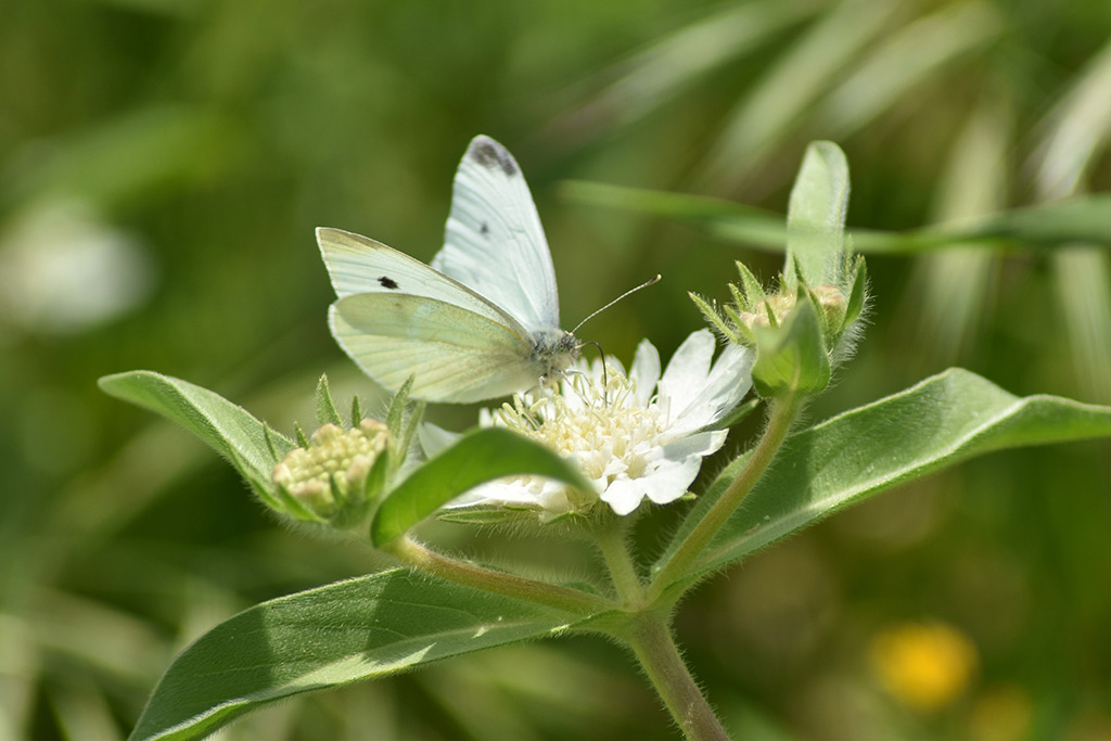 love-is-like-a-butterfly_24
