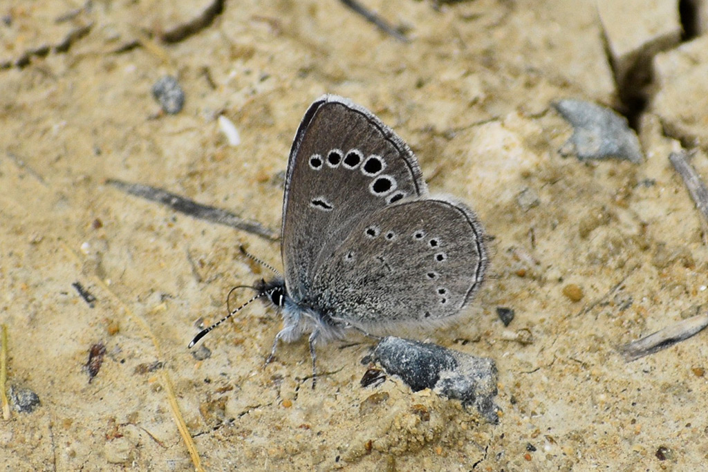 Love-is-like-a-butterfly 25 love-is-like-a-butterfly_25