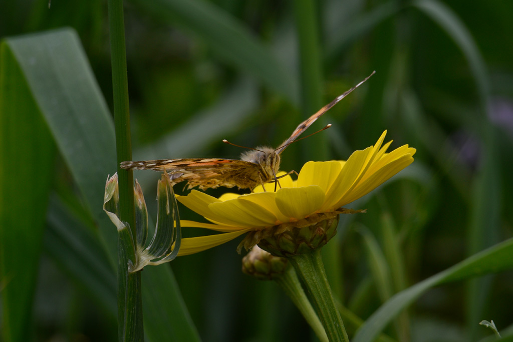 Love-is-like-a-butterfly 32 love-is-like-a-butterfly_32