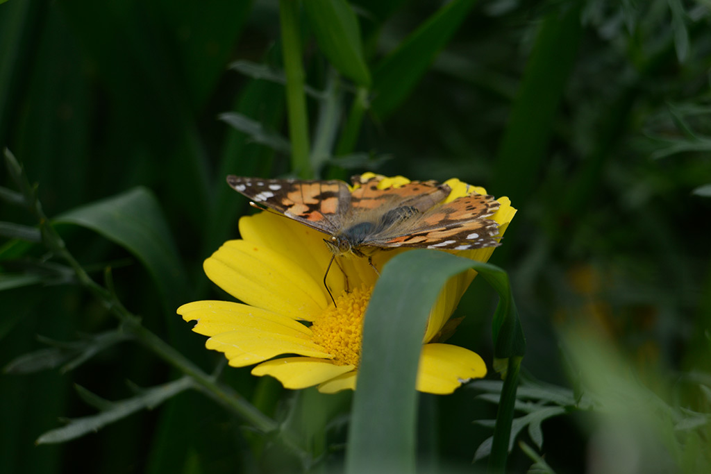 Love-is-like-a-butterfly 33 love-is-like-a-butterfly_33