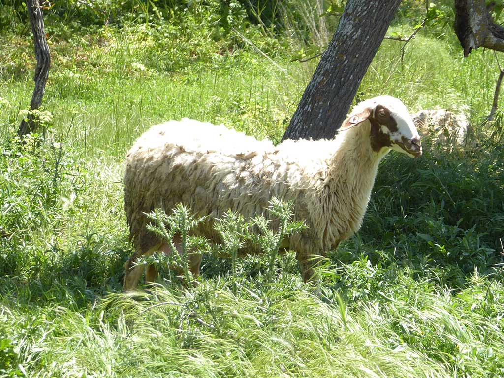 Melandra 21 Sheep melandra_21_sheep