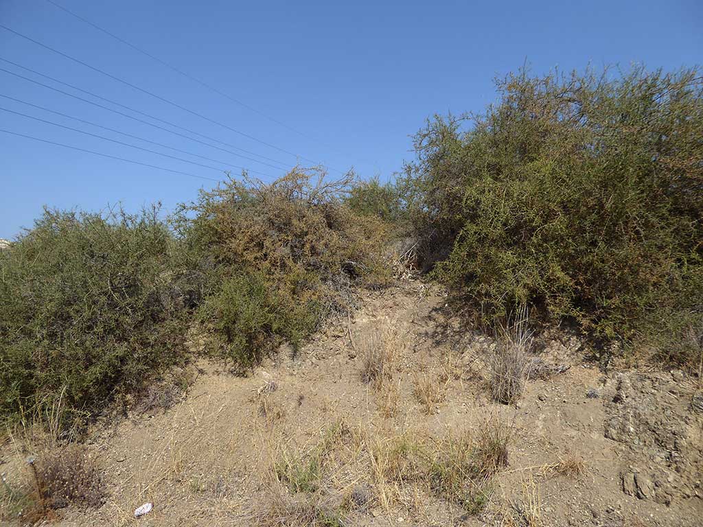 motorway_shrine_07_pilgrims_way