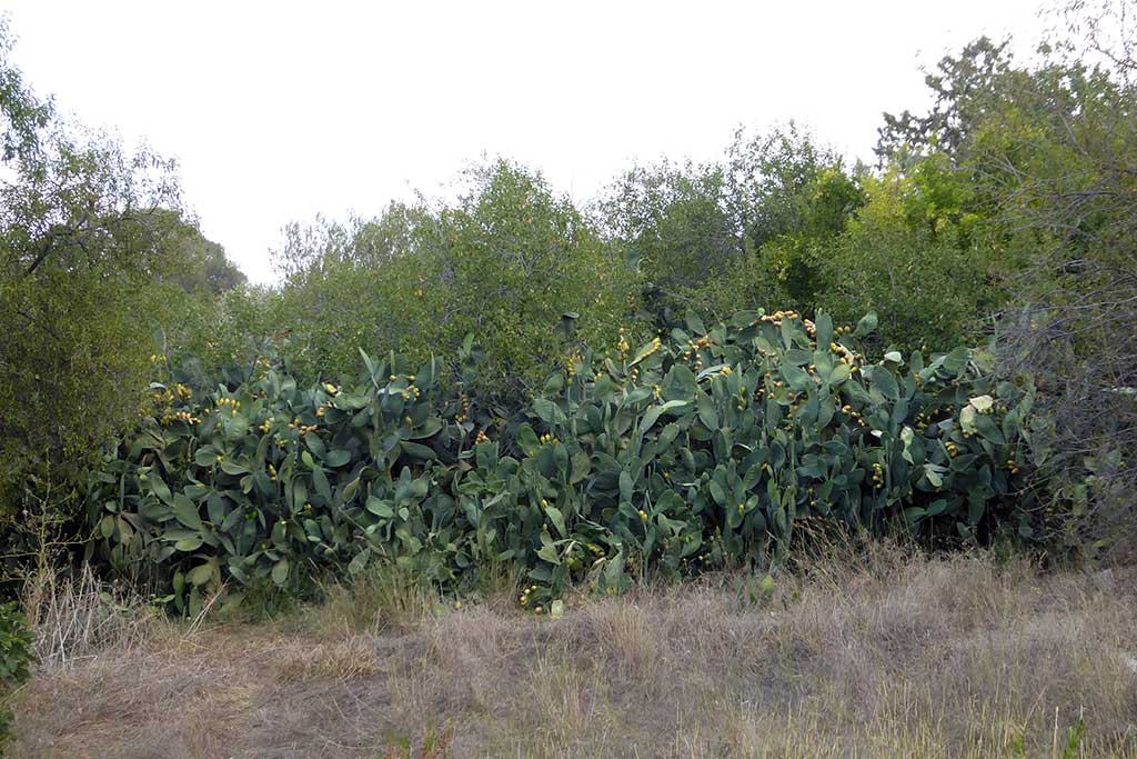 Old Choletria 17 old_choletria_17