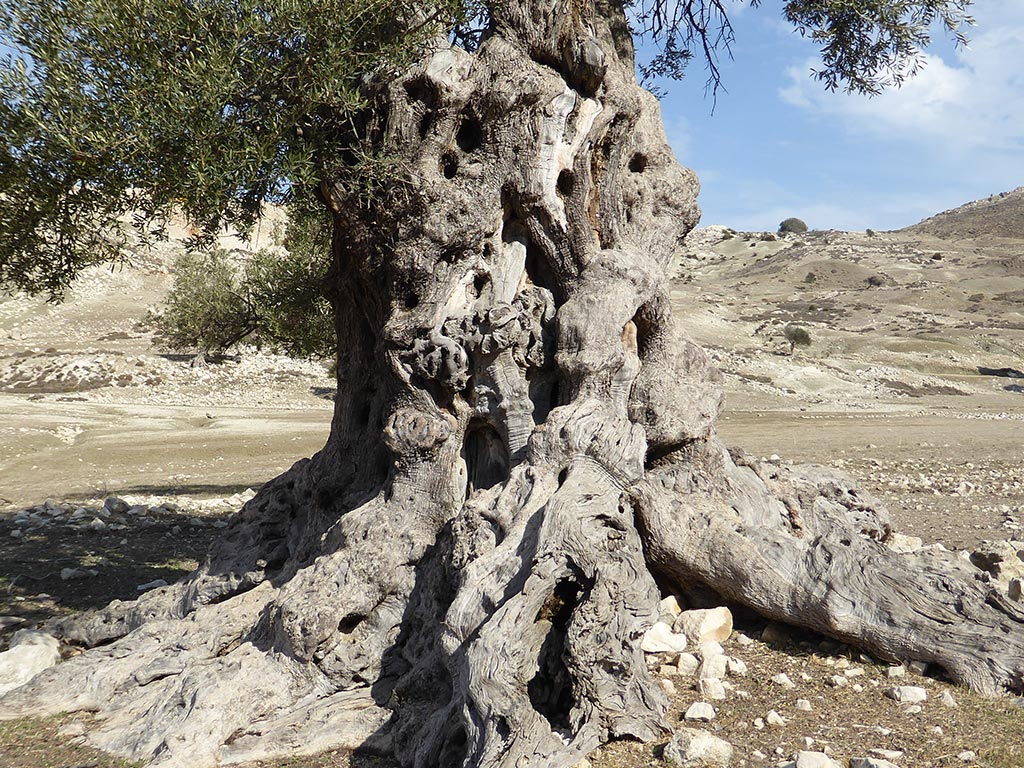 closeup_of_the_tree