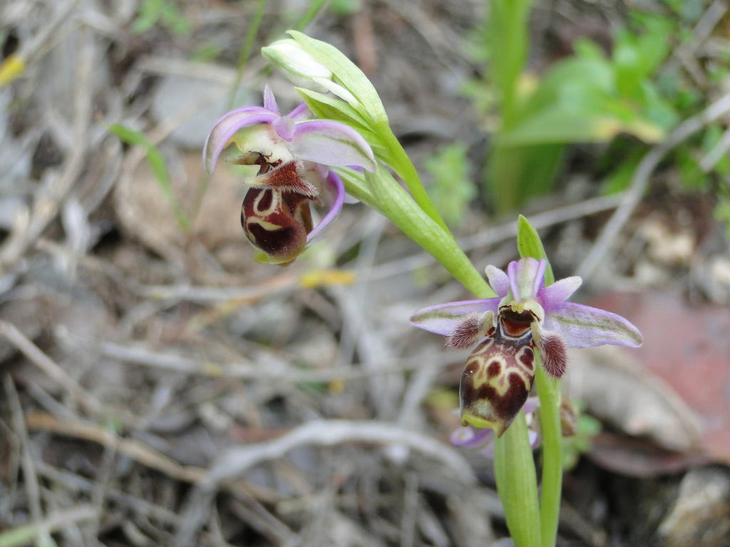 orchids_02_ophrys_kotschyi