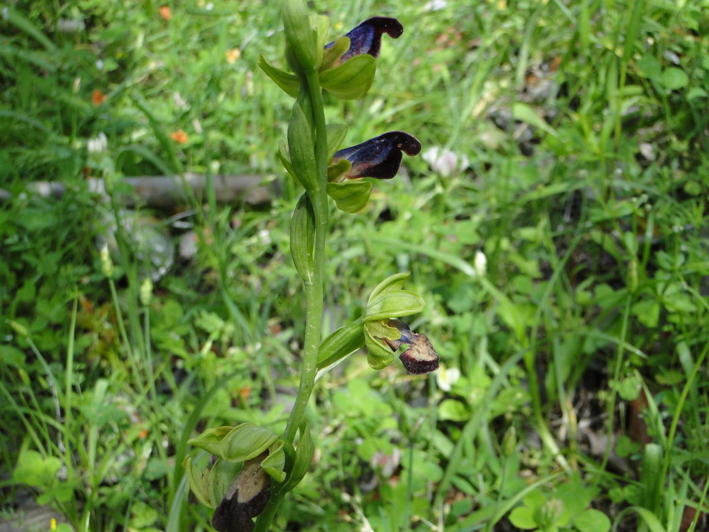 orchids_03