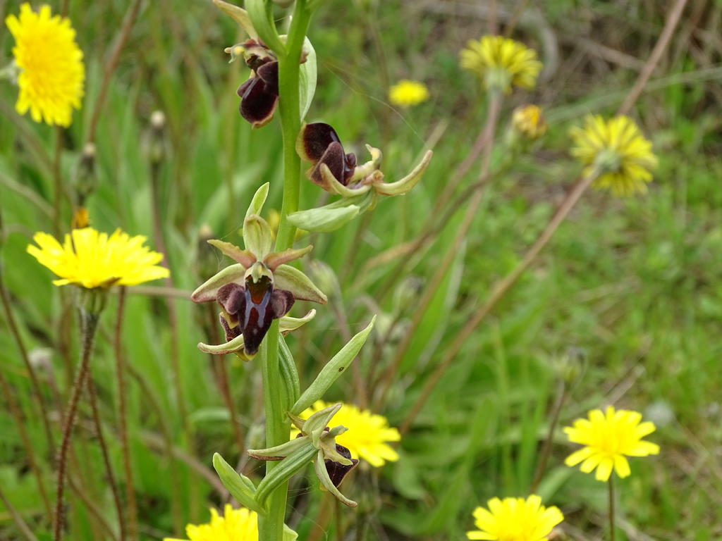 orchids_04