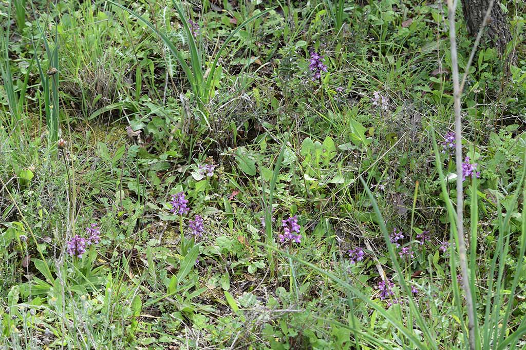 Orchids 16 Orchis Syriaca orchids_16_orchis_syriaca