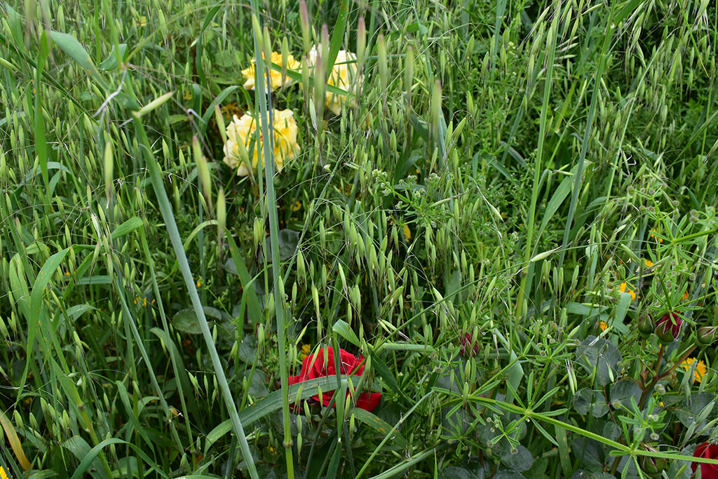 Pano-arodes 36 pano-arodes_36