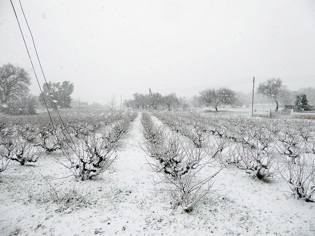 03 Vineyard- In Snow 03_vineyard-_in_snow
