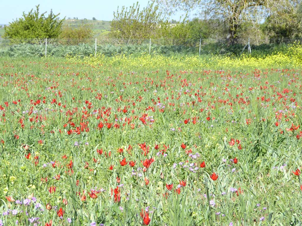 12 Tulips 12_tulips