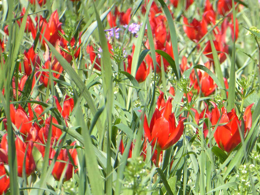 13 Closeup 13_closeup